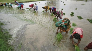 Foto de Oriente Médio teme que a Índia proíba as exportações de arroz em seguida – Quartz India