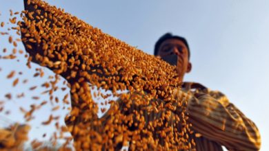 Foto de Os preços do trigo sobem na Índia à medida que a Turquia e o Egito se tornam compradores — Quartz India