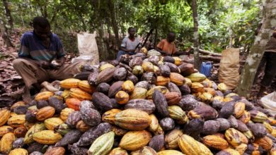 Foto de UE instada a agir sobre os preços baixos do cacau na Costa do Marfim e Gana — Quartz Africa