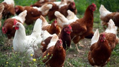 Foto de Galinhas criadas ao ar livre enfrentam bloqueios globais de gripe aviária – Quartz