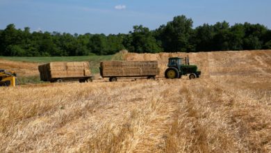 Foto de Guerra na Ucrânia não choca mais mercado de trigo — Quartzo