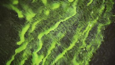 Foto de Satélites podem detectar algas tóxicas antes de matar seu cachorro – Quartz