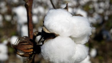 Foto de A crise do algodão está chegando – Quartzo