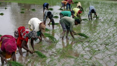 Foto de Vírus de nanismo do arroz da China ameaça os rendimentos da Índia — Quartz India