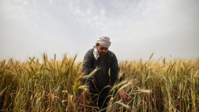 Foto de Agricultores no Egito estão adotando a tecnologia para resolver problemas agrícolas antigos — Quartz Africa