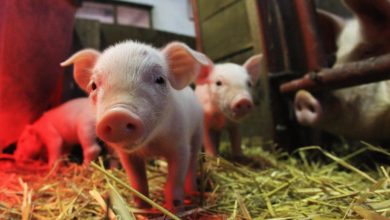 Foto de A audiência da Proposta 12 da Suprema Corte da Califórnia vincula os direitos dos animais e os direitos estaduais contra a indústria de suínos de US $ 26 bilhões