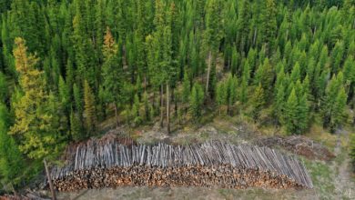 Foto de Mudança climática está levando a madeira da América do Norte para o sul