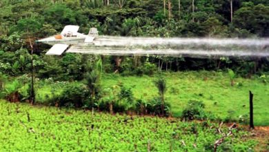 Foto de Os perigos para a saúde do uso do glifosato para destruir plantações de coca