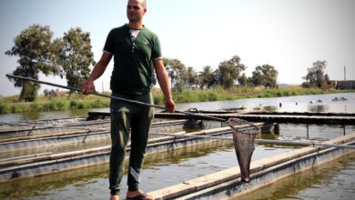 Foto de A piscicultura pode ajudar o Egito a se adaptar às mudanças climáticas