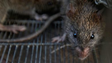Foto de Polícia indiana diz que ratos comeram 600 quilos de maconha