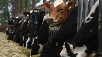 Foto de BEV, fundada por Bill Gates, apóia Rumin8 para reduzir emissões de gado