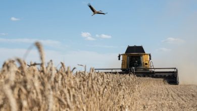 Foto de Por que não houve escassez de trigo depois que a Rússia invadiu a Ucrânia?