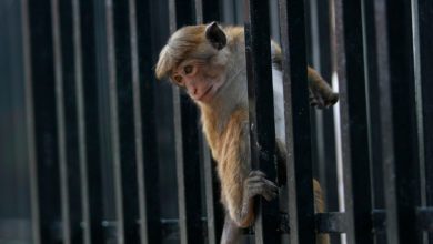 Foto de China quer 100.000 macacos do Sri Lanka