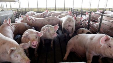 Foto de Produtores de carne suína dos EUA em 2023 veem ano menos lucrativo já registrado