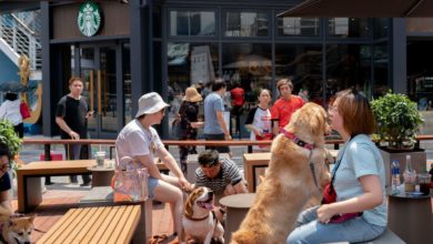 Foto de A Starbucks continuará a oferecer copos e água grátis para cachorros